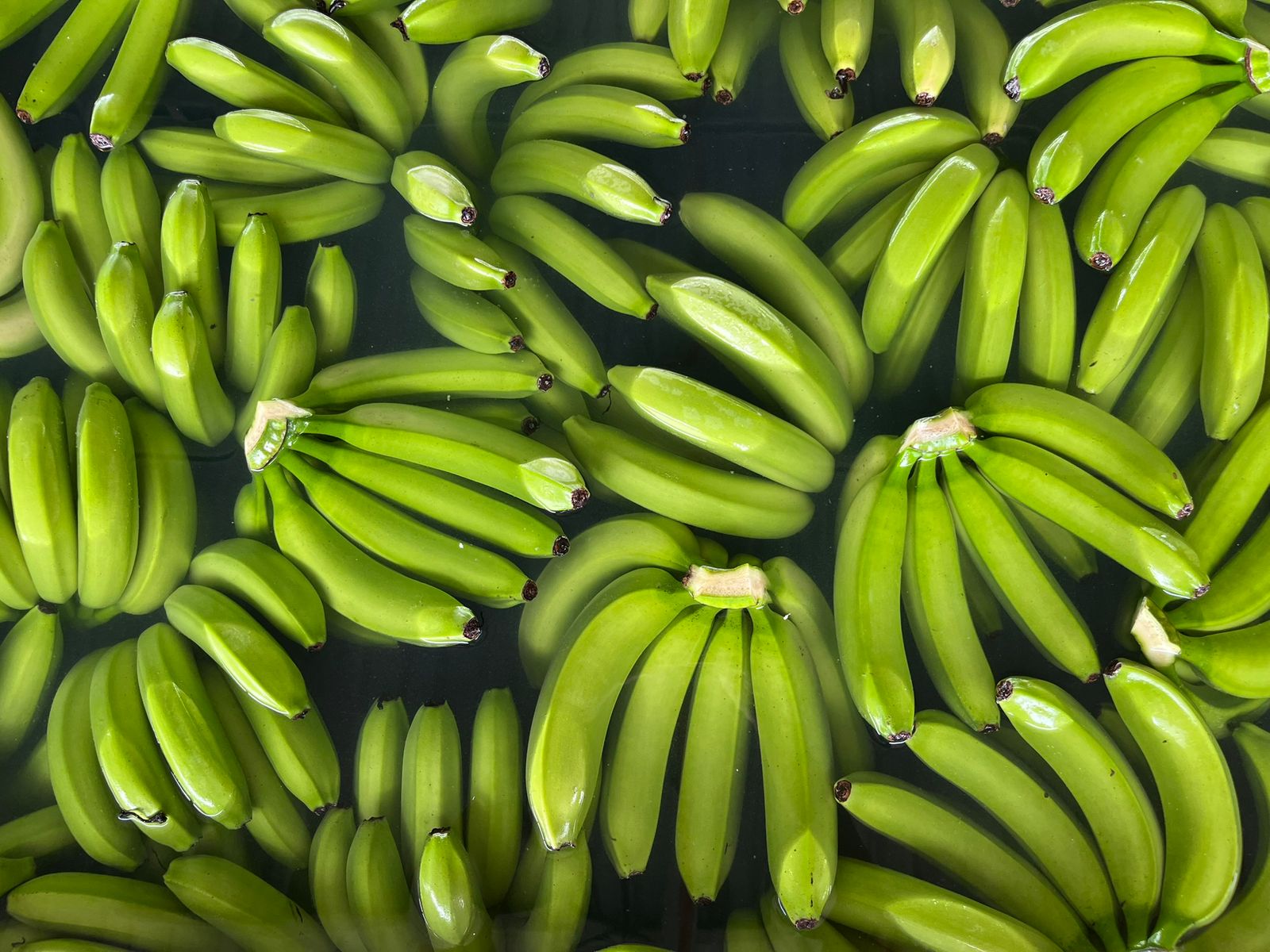Proceso productivo Colocha Banana
